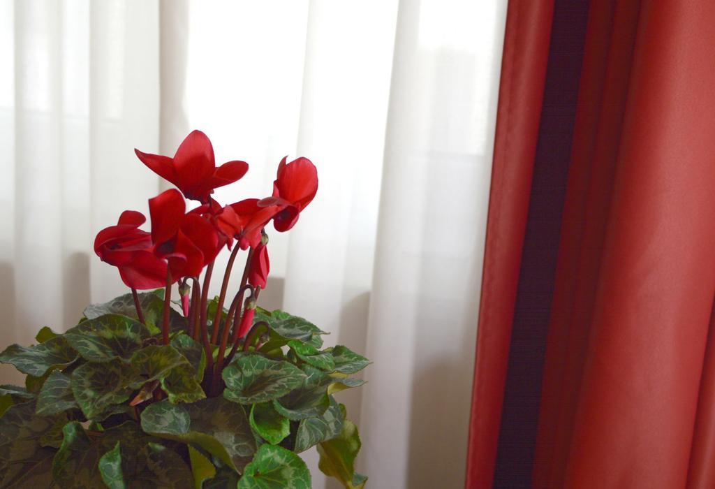 Camere Delfini Παλμανόβα Εξωτερικό φωτογραφία